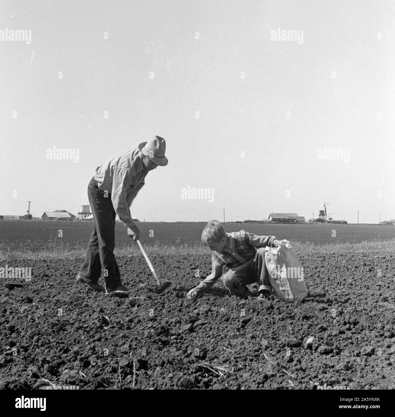 Stadtrand von Salinas, Kalifornien. Vater und Sohn pflanzt Kartoffeln. Diese Leute sind Kopfsalat Arbeitnehmer, Migranten aus dem Südwesten von Dorothea Lange 1895-1965 vom 19390101 Stockfoto