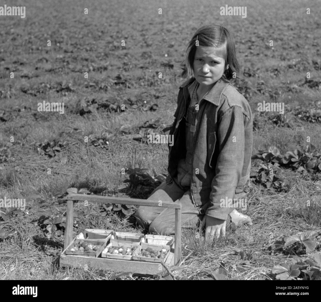 Kind der weißen Migrant berry Arbeiter Erdbeeren pflücken im Feld in der Nähe von Ponchatoula, Louisiana von Russell Lee, 1903-1986, Fotograf Datum 19390101. Stockfoto
