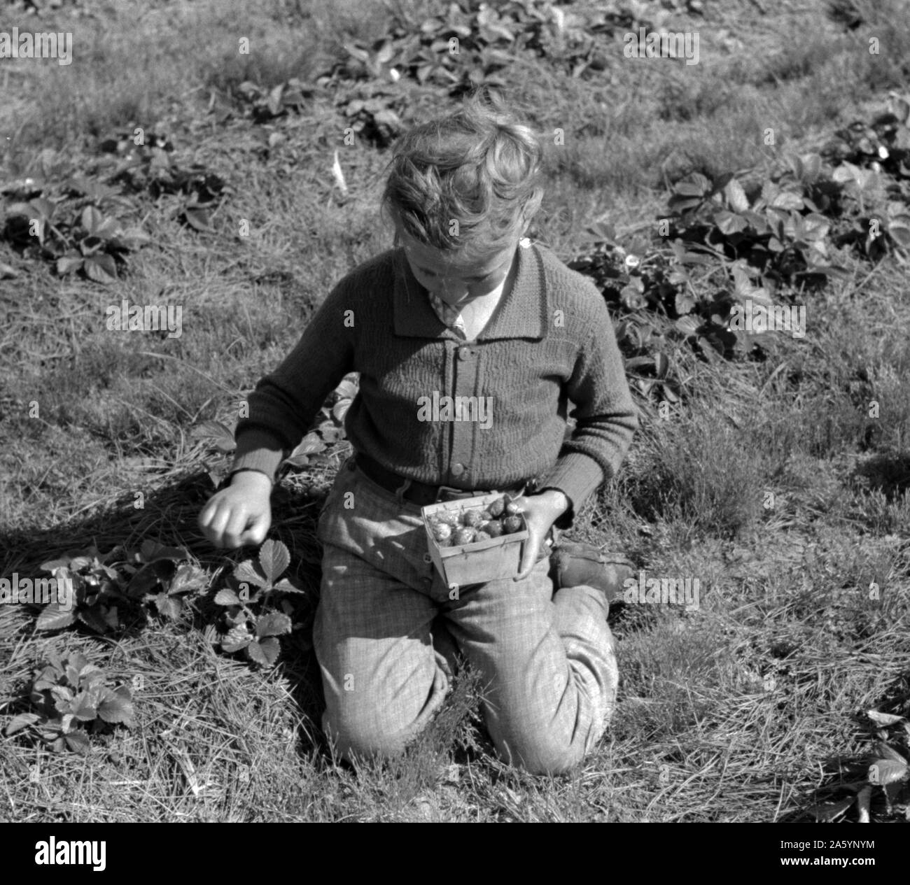 Kind der weißen Migrant berry Arbeiter Kommissionierung Erdbeeren in der Nähe von Ponchatoula, Louisiana. Von Russell Lee, 1903-1986, Fotograf Datum 19390101. Stockfoto