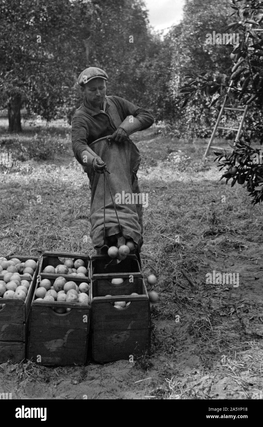 Ein Florida orange Picker. Viele dieser Arbeitnehmer sind Migrantinnen. Polk County, Florida von Dorothea Lange 1895-1965 vom 19370101 Stockfoto
