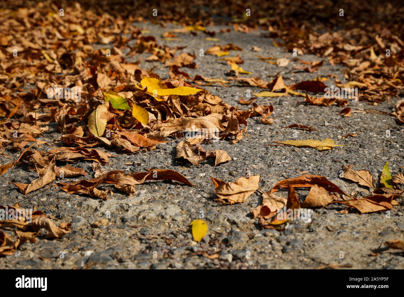 Gelbe und braune Blätter auf Asphalt Boden Stockfoto