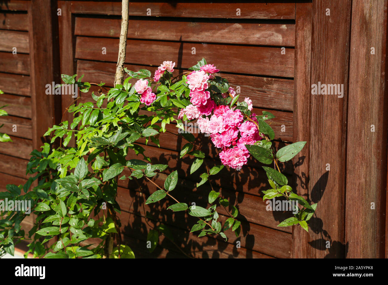 Rosa Nelke Dianthus caryophyllus Blume, grenadin Rosa, Braun Holz- Hintergrund Stockfoto