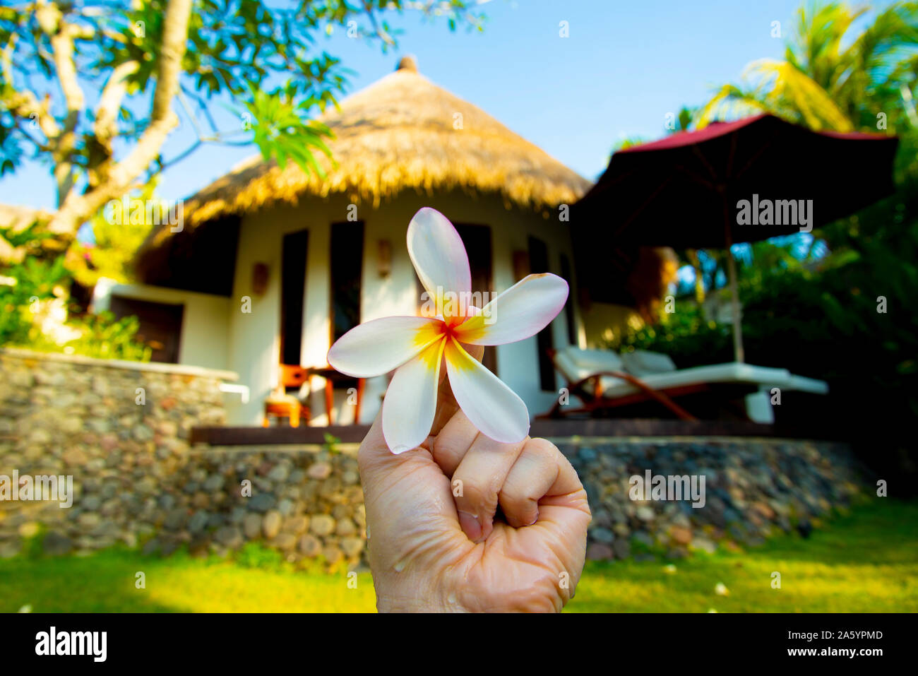Iconic Weiß Gelb Plumeria Flower Stockfoto