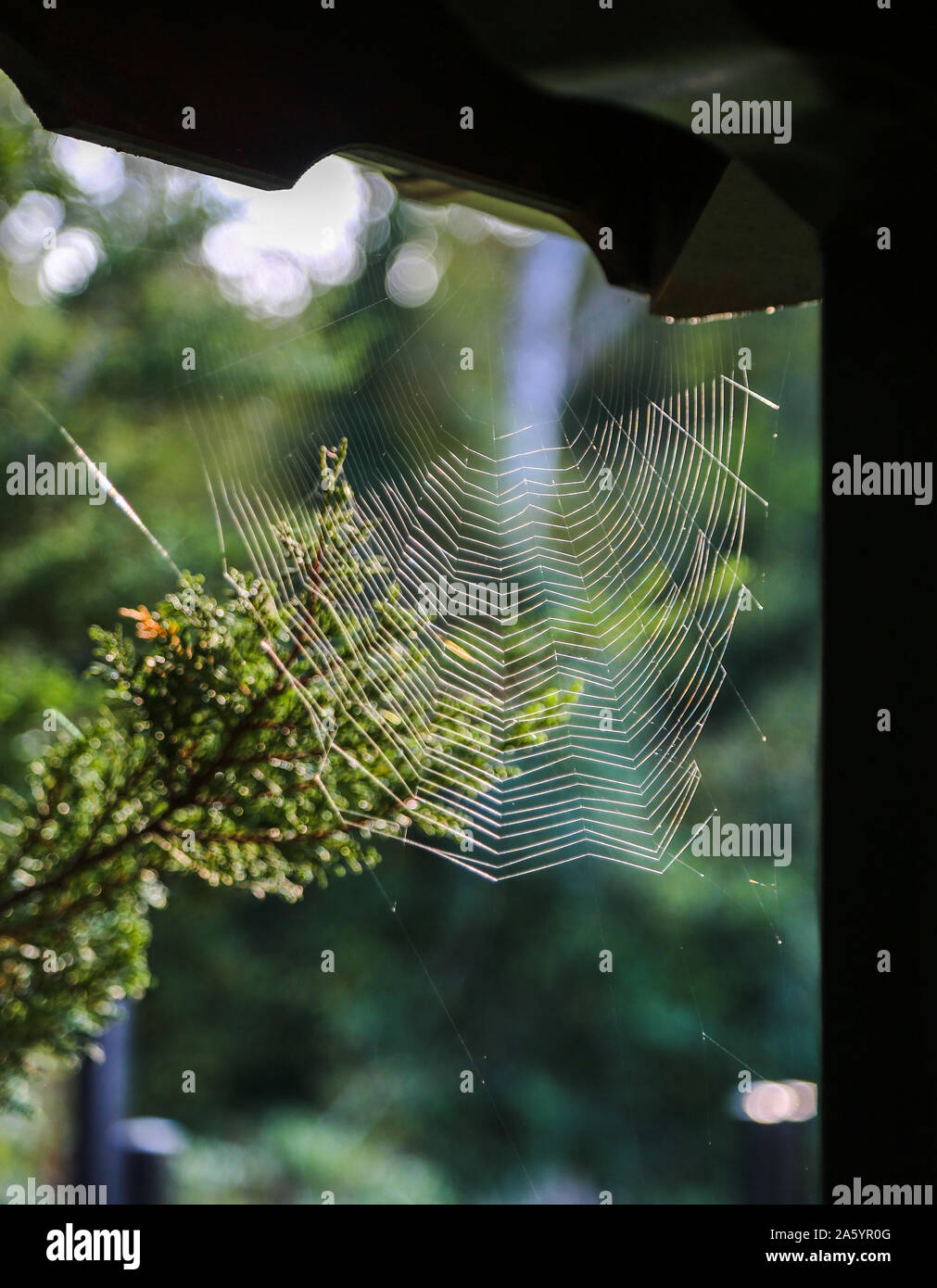 Spinnennetz in der Ecke, vor grünem Hintergrund Stockfoto