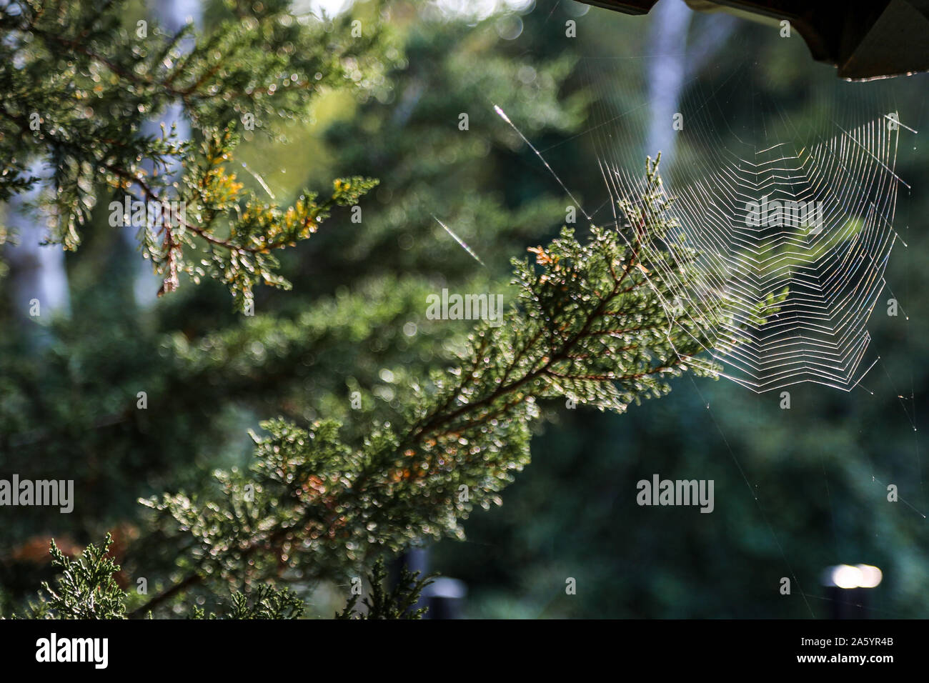 Spinnennetz in der Ecke, vor grünem Hintergrund Stockfoto