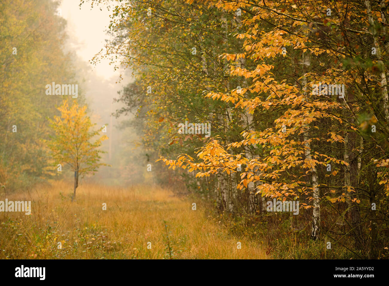 Moody fit herbstliche Landschaft im Wald an einem Vormittag mit dichten Nebel und schöne gelbe Bäume und Wiese. Im Oktober in Deutschland gesehen Stockfoto