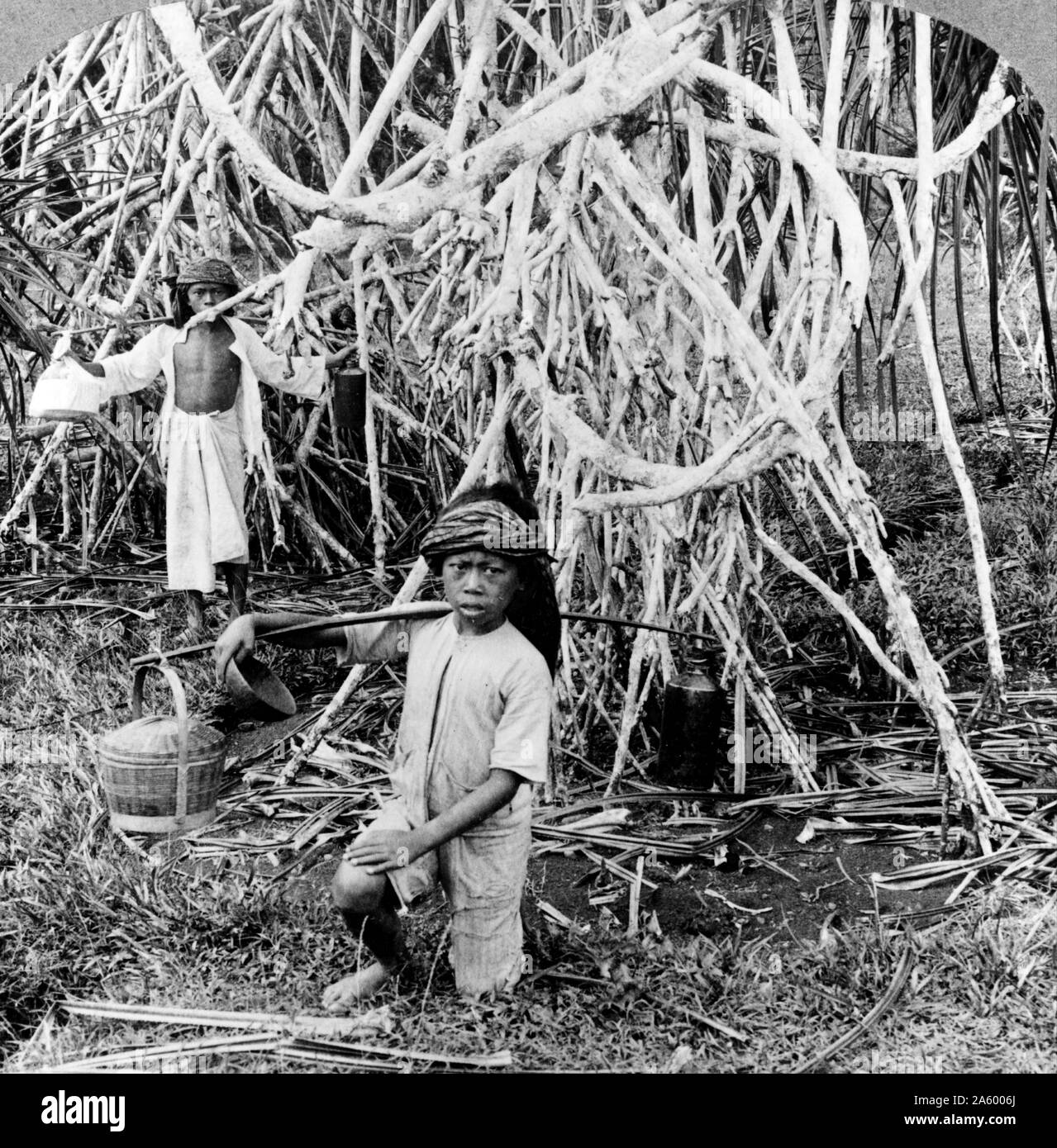 Fotodruck von zwei jungen, die Container durch den Mittelwert der Joche inmitten der Schraube Kiefern in den botanischen Gärten von Buitenzorg, Niederlande. Datiert 1907 Stockfoto