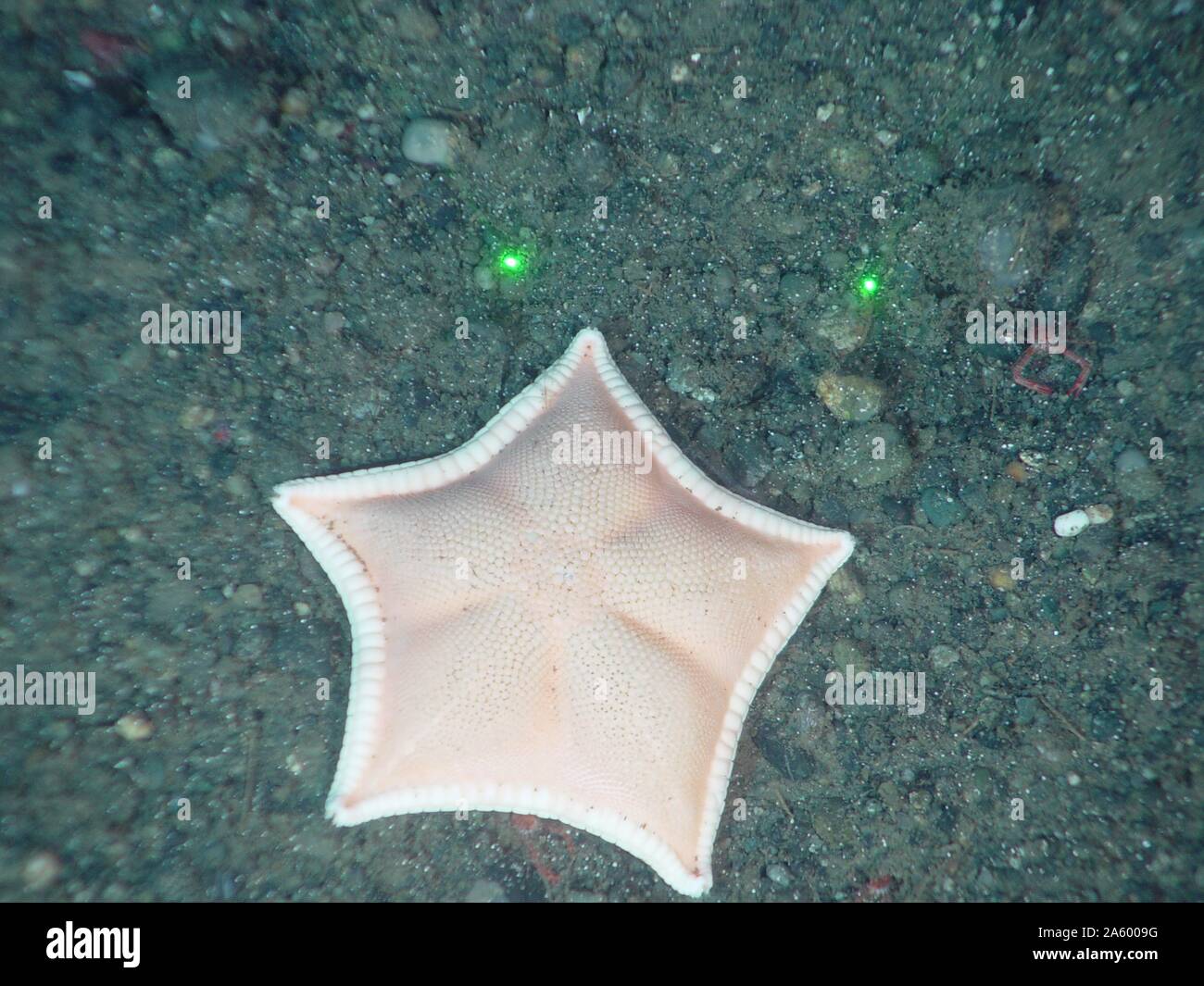 Seestern aus die Reise zum inneren Raum Expedition. Stockfoto