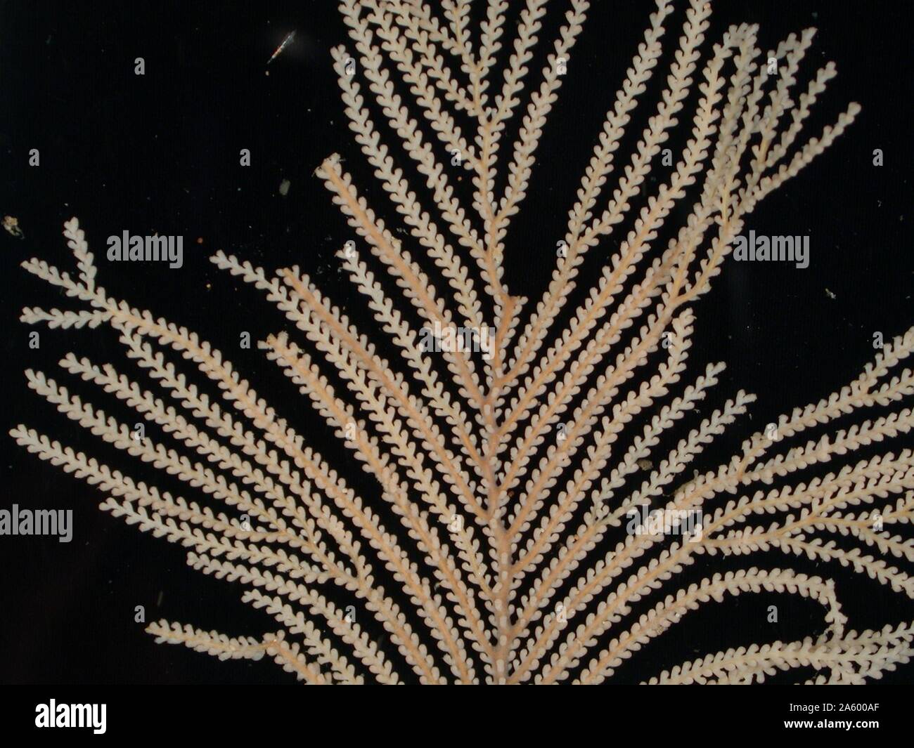 Korallen von Charleston Bump Expedition Stockfoto