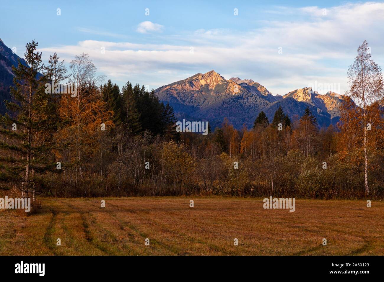 Wald in den Alpen In einem Tal an einem Herbsttag im Oktober in Bayern Stockfoto