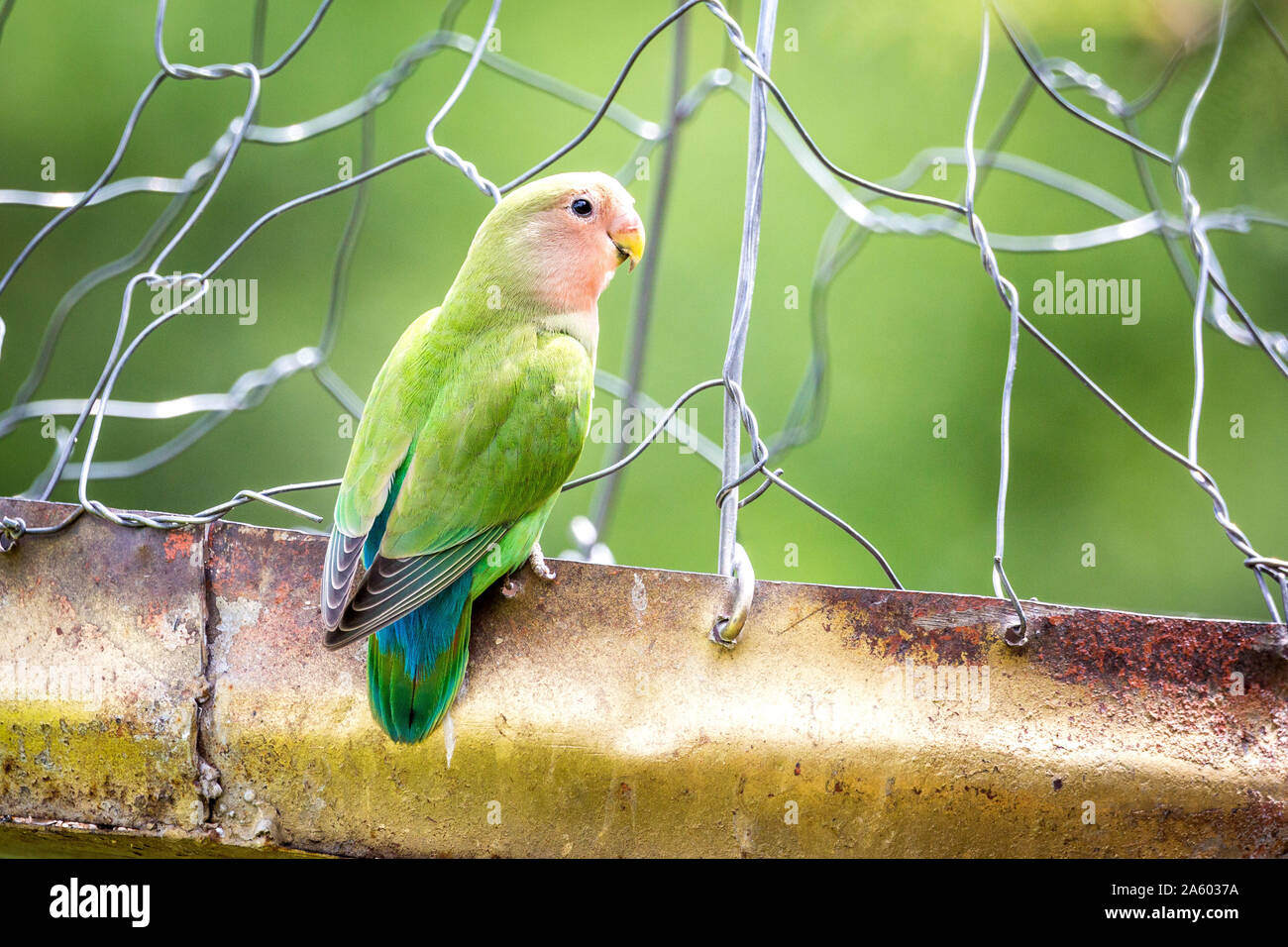 Schön rosig-faced lovebird sitzen auf einem Zaun, Namibia, Afrika Stockfoto