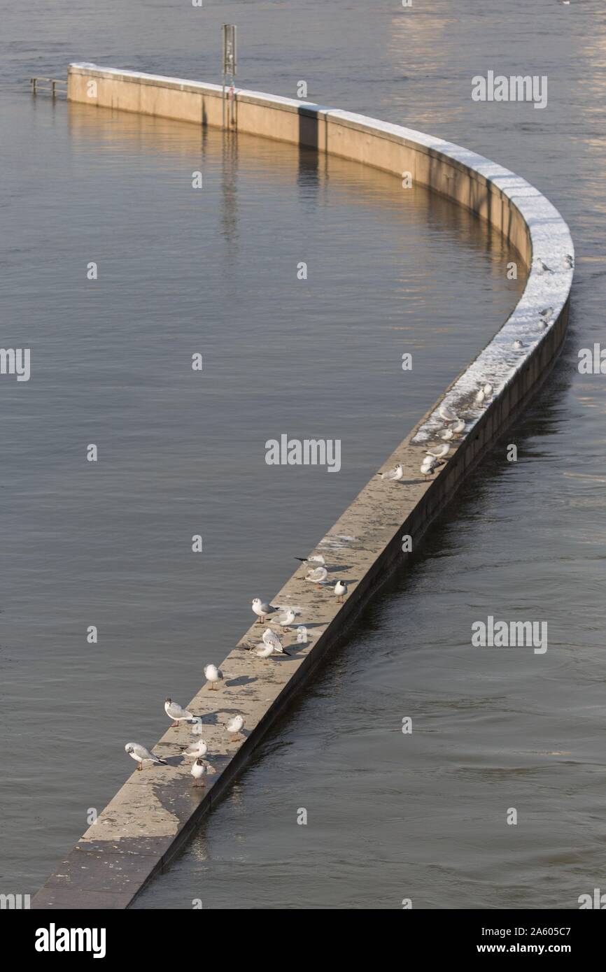 Frankreich, Ile de France, Paris, 7. Arrondissement, Paris Flood, Pont de la Concorde, Möwen auf einem Mäuerchen, Stockfoto