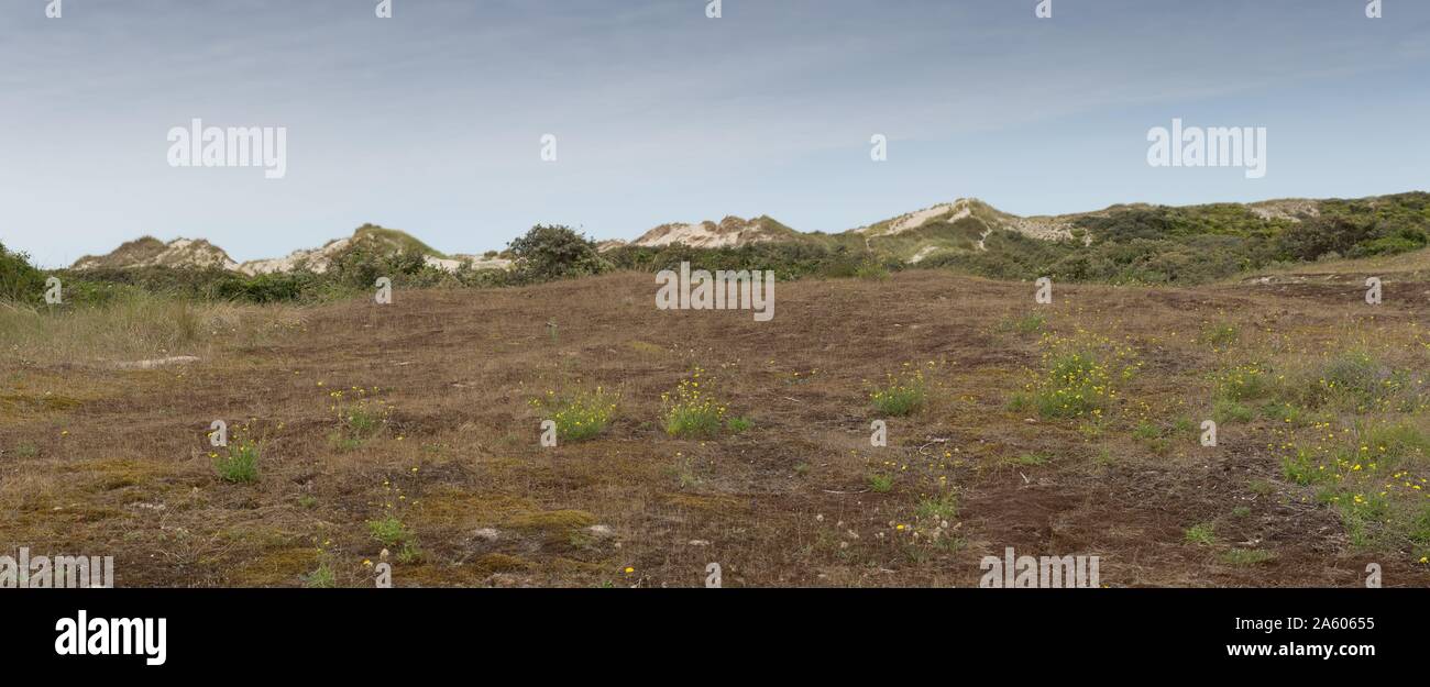 Frankreich, Baie de Somme, Somme, Moliets-et-Maa, Strand, Naturschutzgebiet von Belle Dune, Conservatoire du littoral (Französisch Coastal Protection Agency) Stockfoto