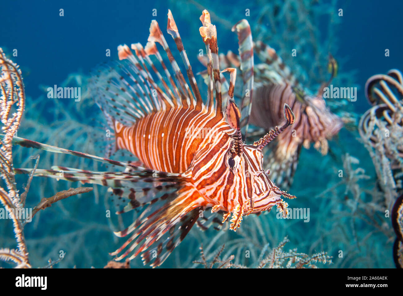 Ein paar Rotfeuerfische, Pterois volitans, in Weiß Polyp schwarze Korallen, Tulamben, Bali, Indonesien. Stockfoto