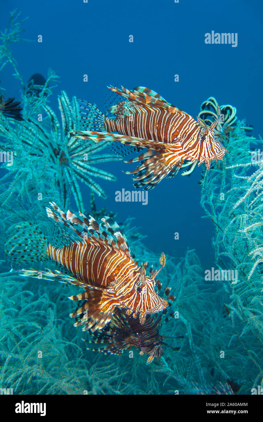 Ein paar Rotfeuerfische, Pterois volitans, in Weiß Polyp schwarze Korallen, Tulamben, Bali, Indonesien. Stockfoto