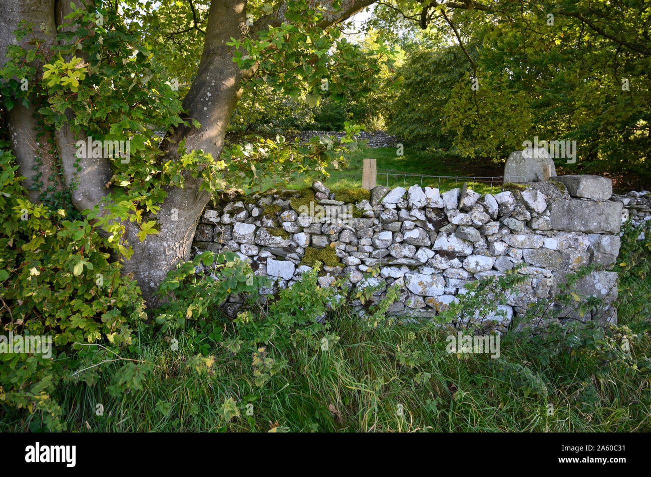 Eine Steinmauer von grüner Sommer Laub umgeben auf der Hohen Straße zwischen Regeln und Langcliffe, North Yorkshire. Stockfoto