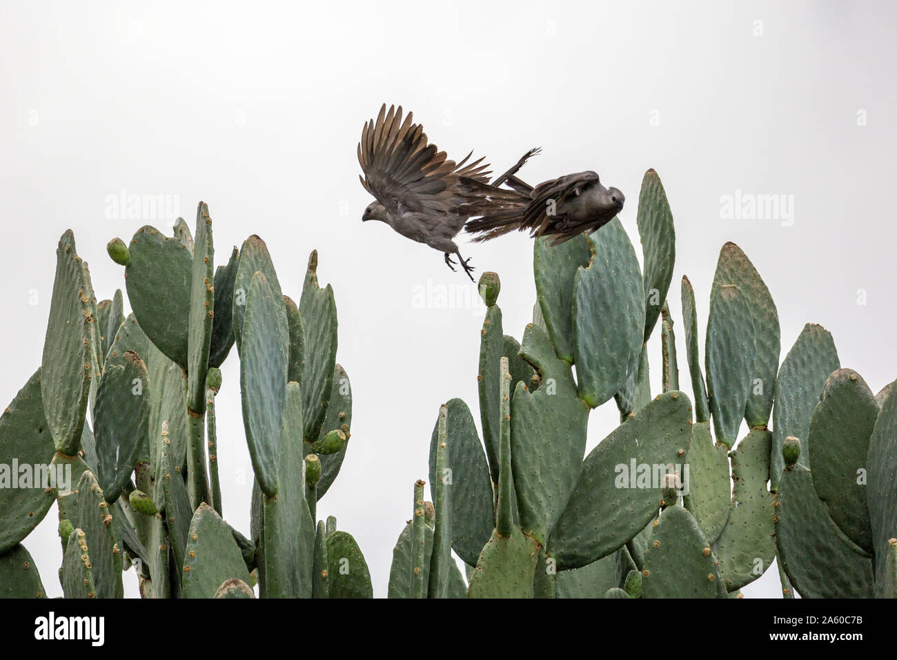 Zwei graue entfernt Vögel fast in der Luft zusammenstoßen, Namibia, Afrika Stockfoto