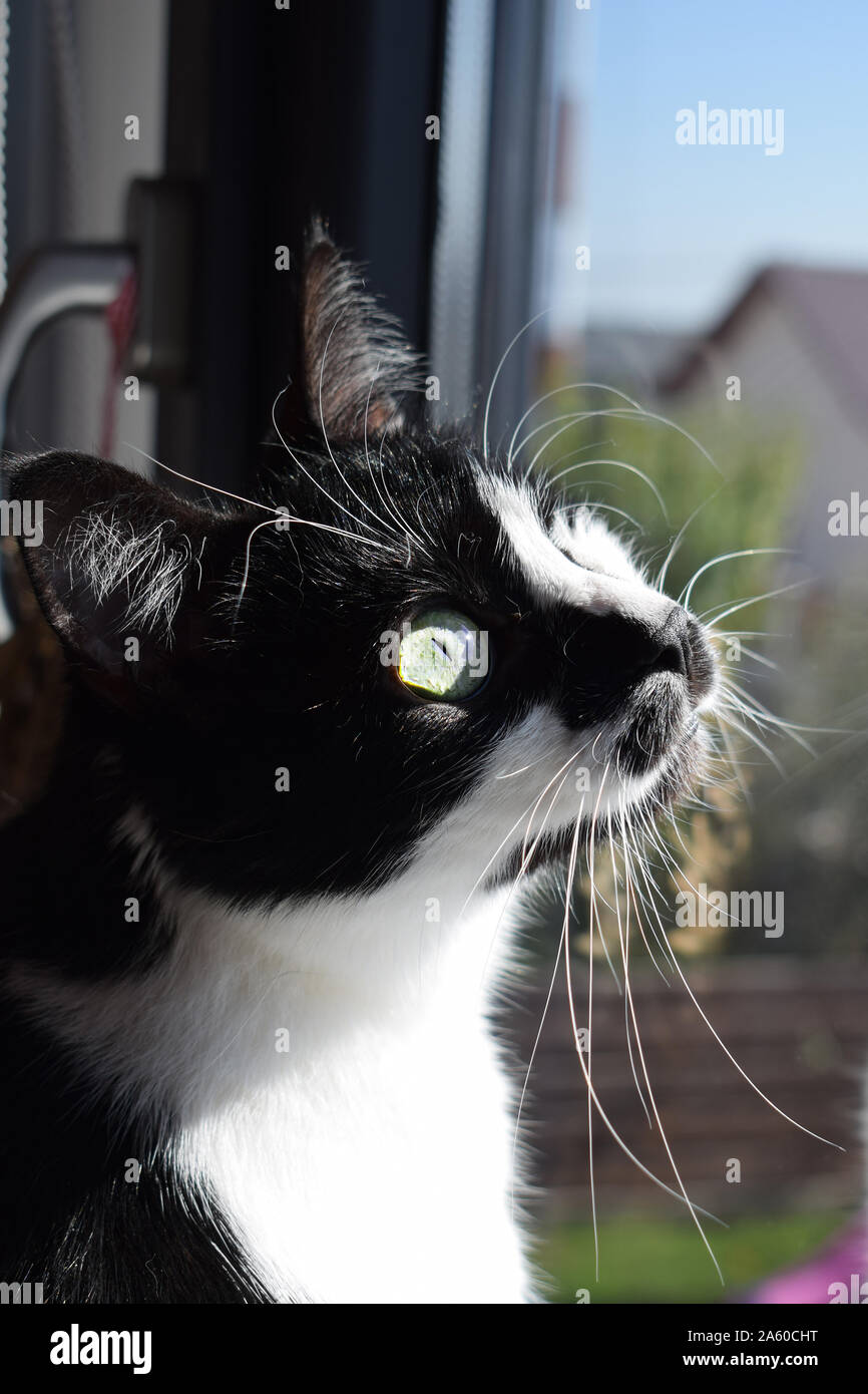 Tuxedo Black und White Cat Blick aus dem Fenster Stockfoto