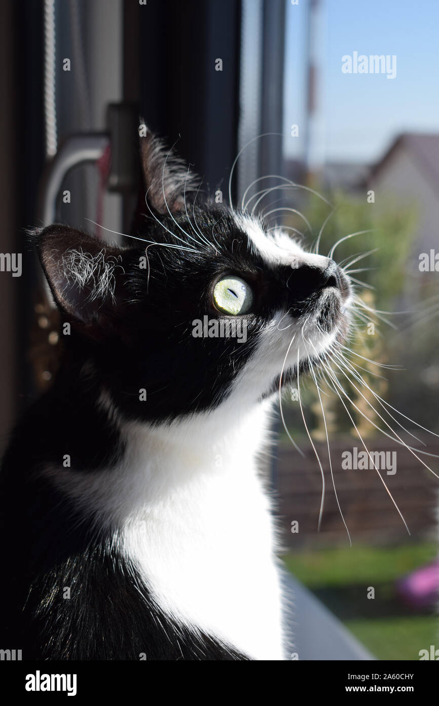 Tuxedo Black und White Cat Blick aus dem Fenster Stockfoto
