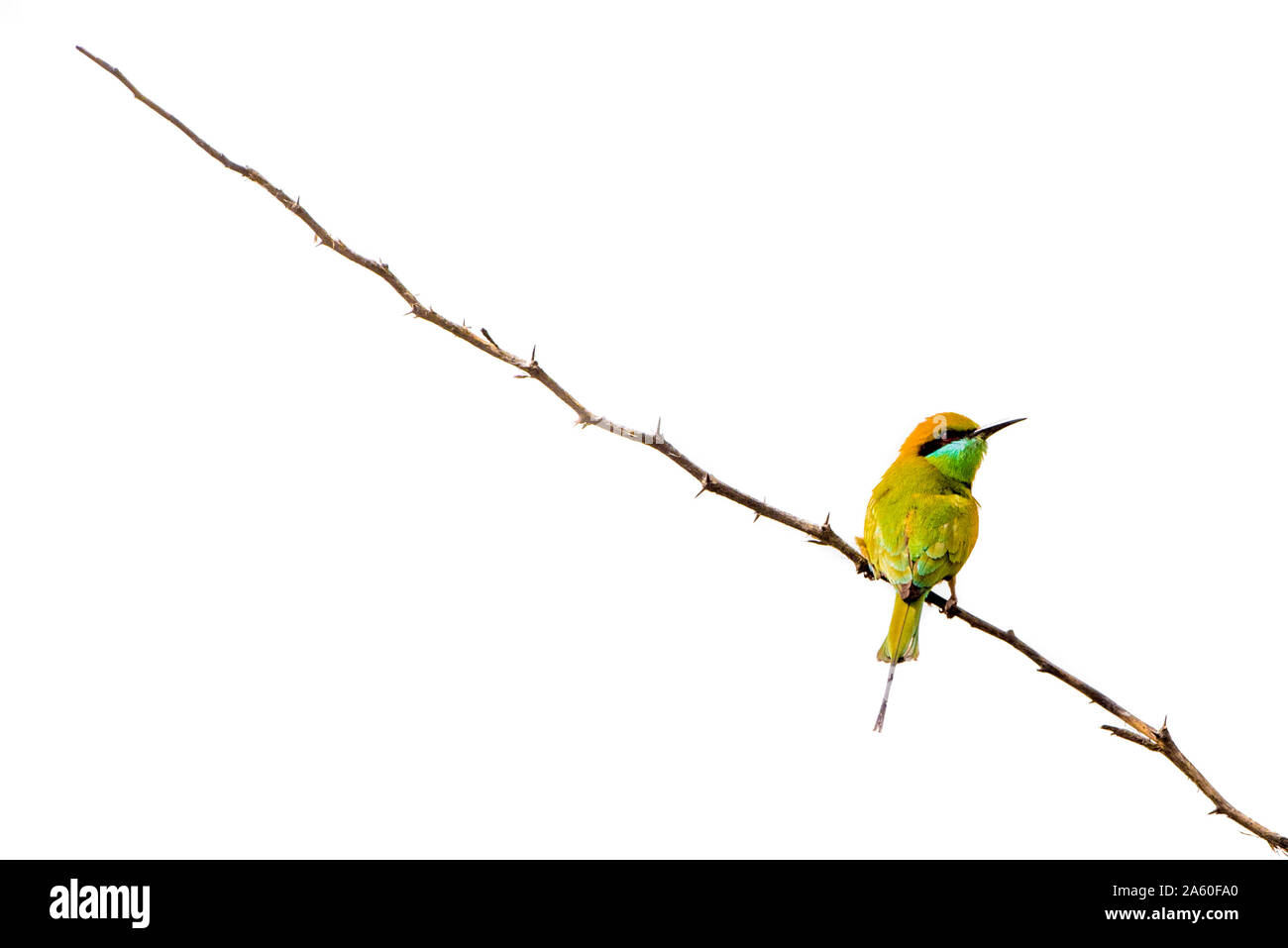 Isolierte Green Bee-eater hocken auf einem Zweig mit weißem Hintergrund Stockfoto