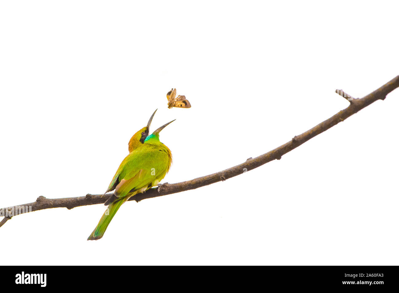 Isolierte Green Bee-eater hocken auf einem Zweig mit weißem Hintergrund Stockfoto