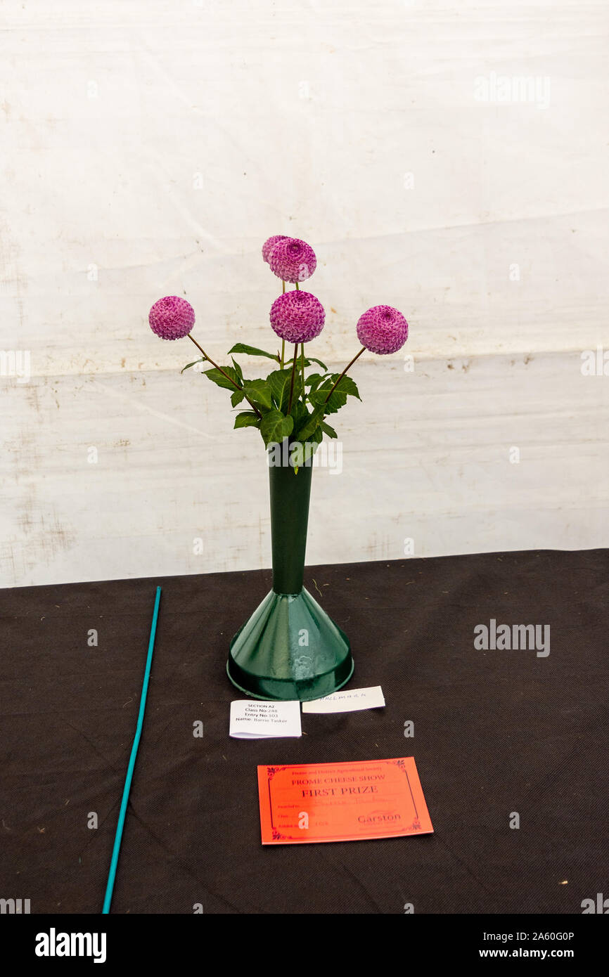 5 Rosa pom-pom Dahlien in einer Vase. Ein Eintrag in der dahilia Abschnitt der Gartenschau, bei der Frome Käse zeigen, 14. September 2019 Stockfoto