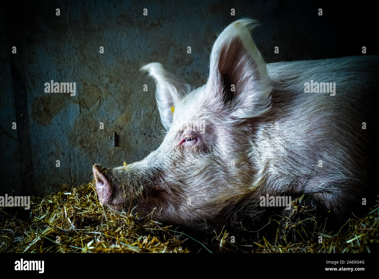 Schöne und friedliche Schwein in einer Farm sanctuary Stockfoto