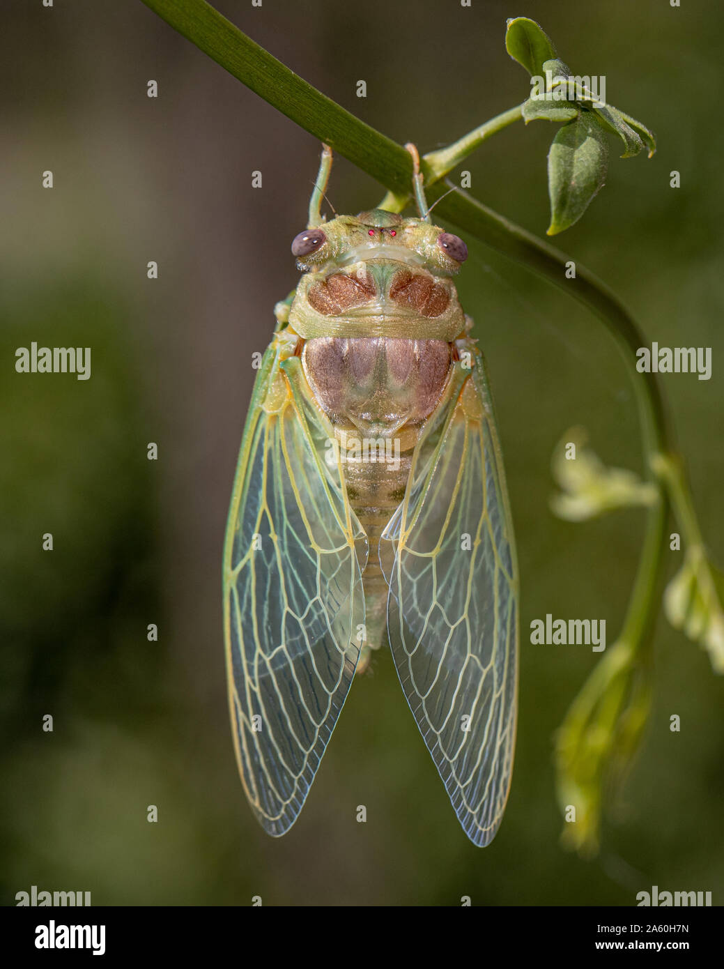 Europäische Zikade (Lyristes plebejus), Trocknen in der Sonne nach, die sich aus Nymphal shell, Frankreich, Gard, Provence Stockfoto