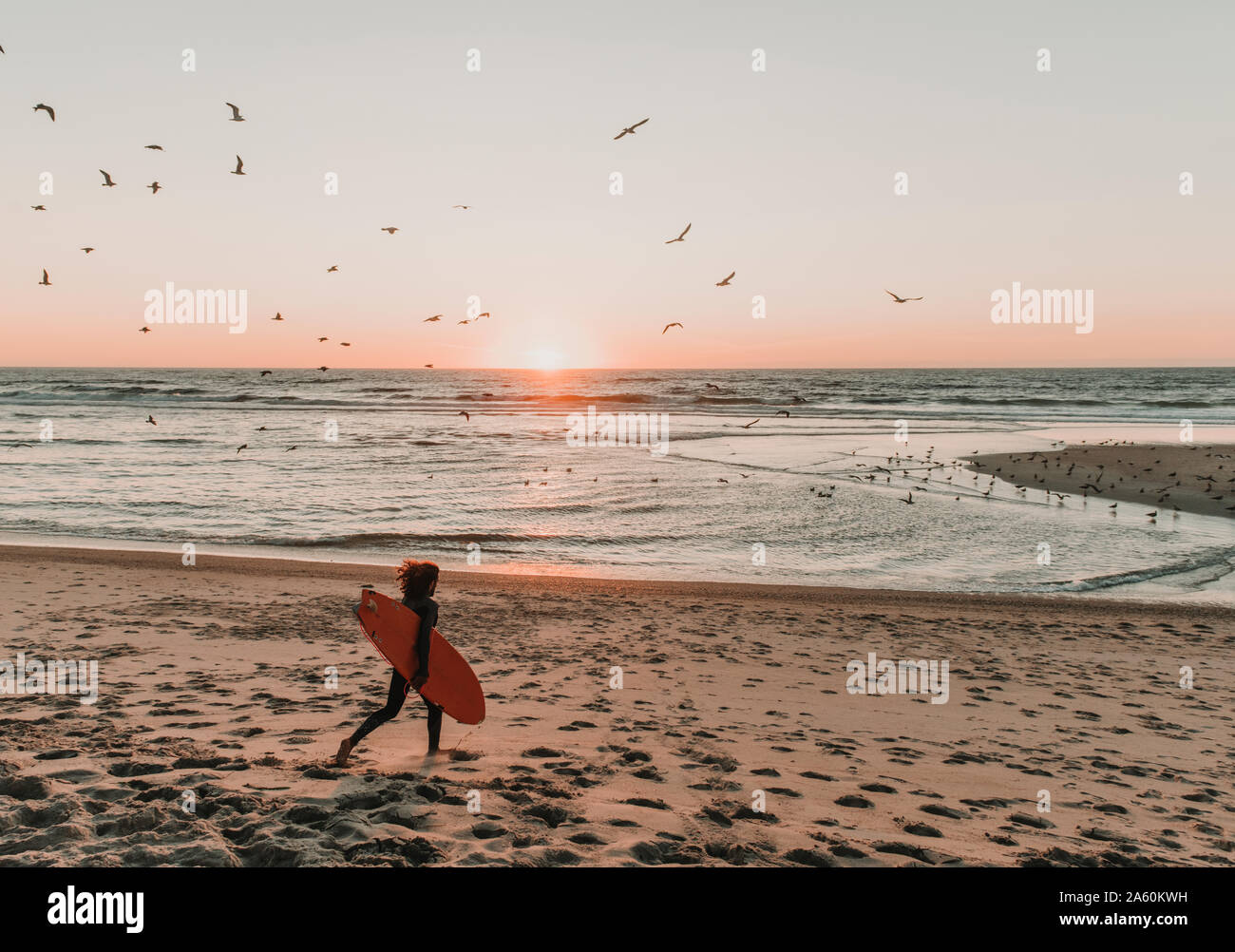 Ansicht der Rückseite des laufenden Surfer am Strand bei Sonnenuntergang, Costa Nova, Portugal Stockfoto