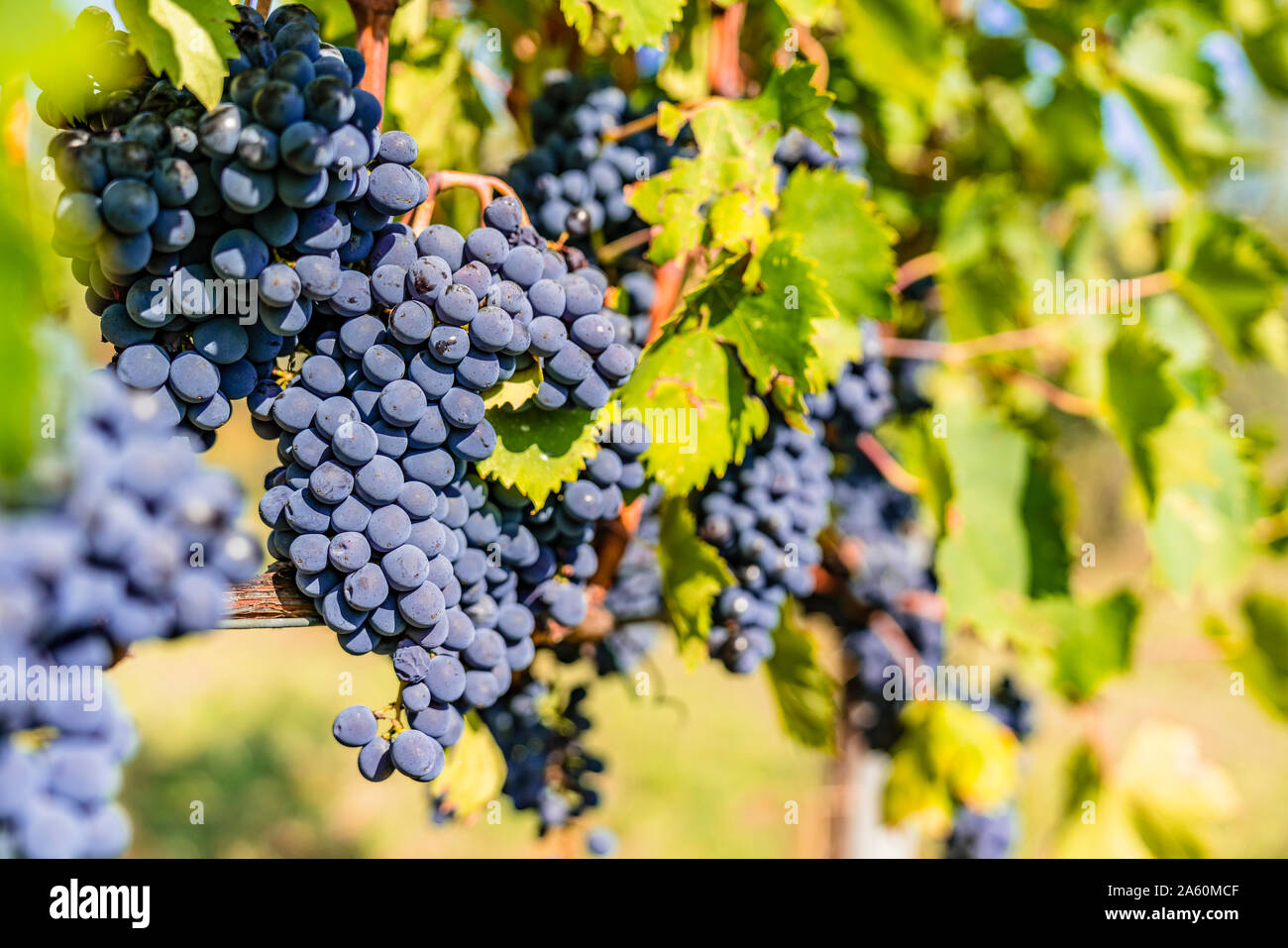 Reife Trauben am Weinstock Stockfoto