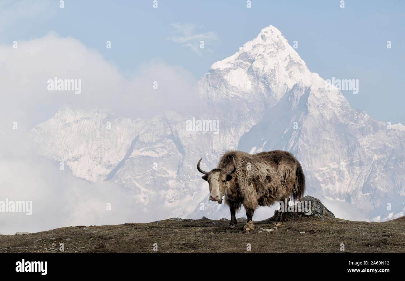 Yak, Sagarmatha National Park, Everest Base Camp trek, Nepal Stockfoto