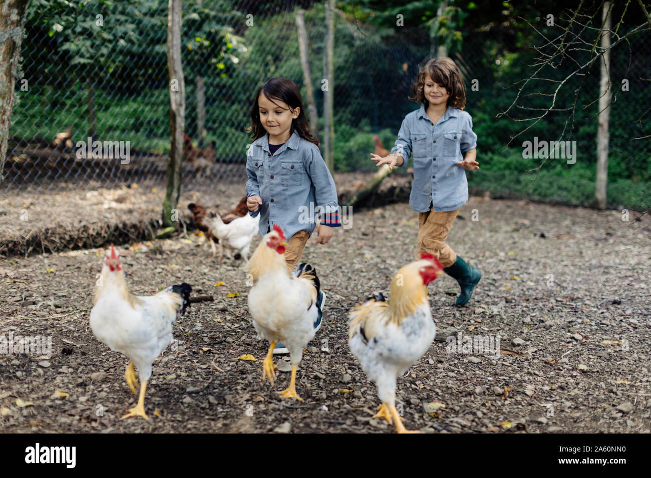 Zwei Kinder jagen Hühner auf einem Bio-Bauernhof Stockfoto