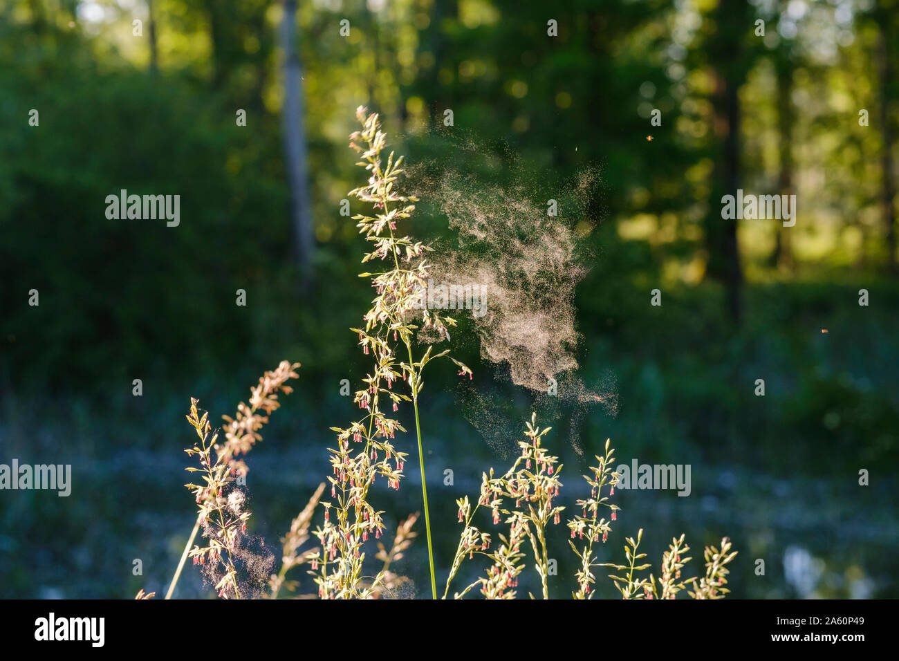 In der Nähe von Spider web auf blühende Pflanzen in Wald, Bayern, Deutschland Stockfoto