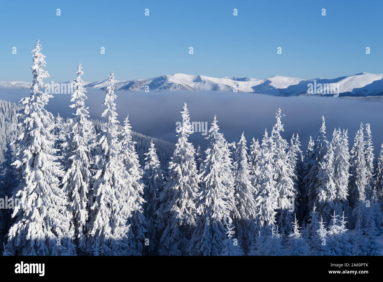 Verschneiten Wald in den Bergen Fichte. Winterlandschaft auf einer sonnigen frostigen Tag mit schneebedeckten Gipfeln und blauer Himmel Stockfoto