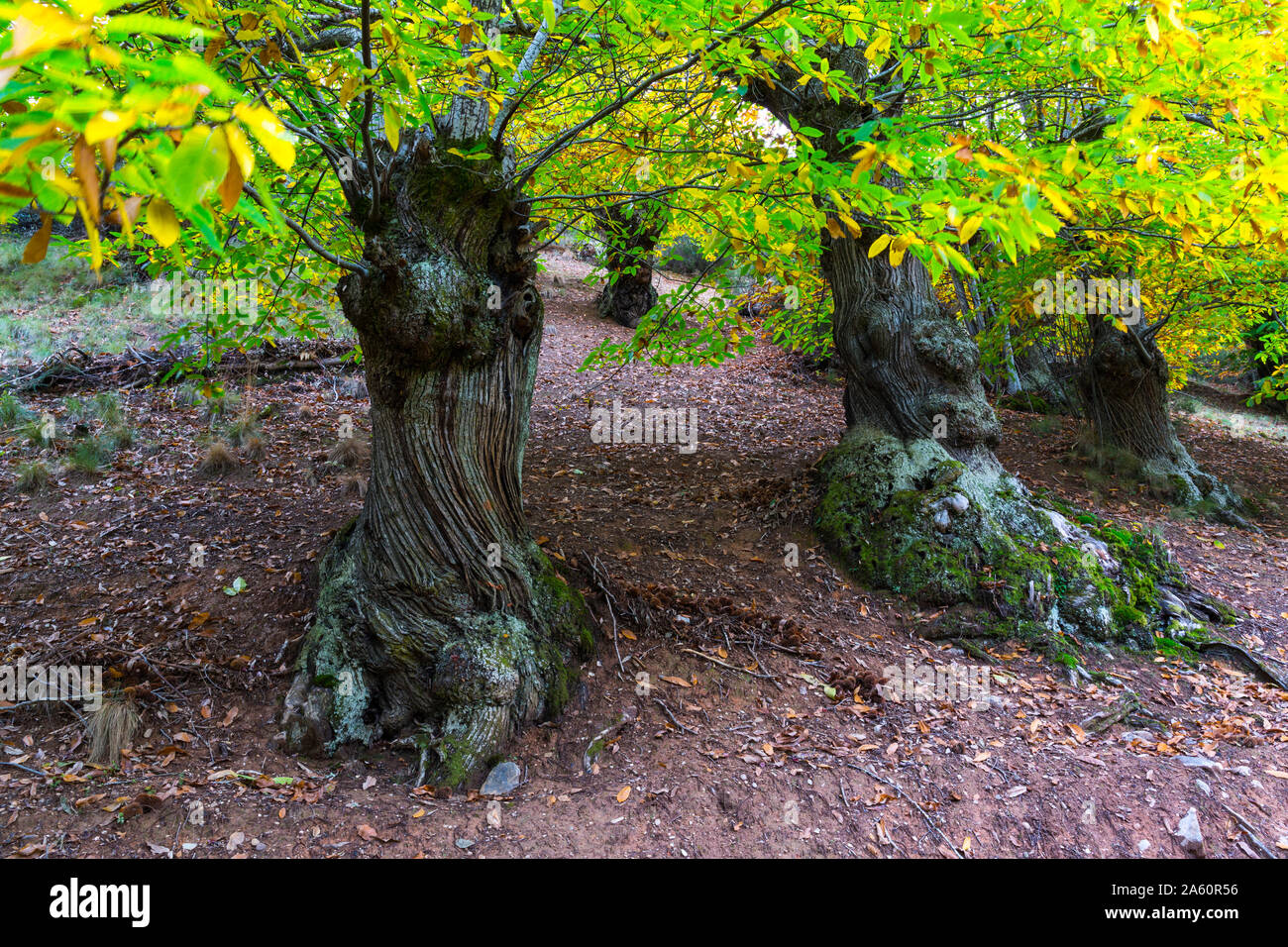 Las Medulas, UNESCO-Weltkulturerbe, El Bierzo, Leon, Castilla y Leon, Spanien, Europa Stockfoto