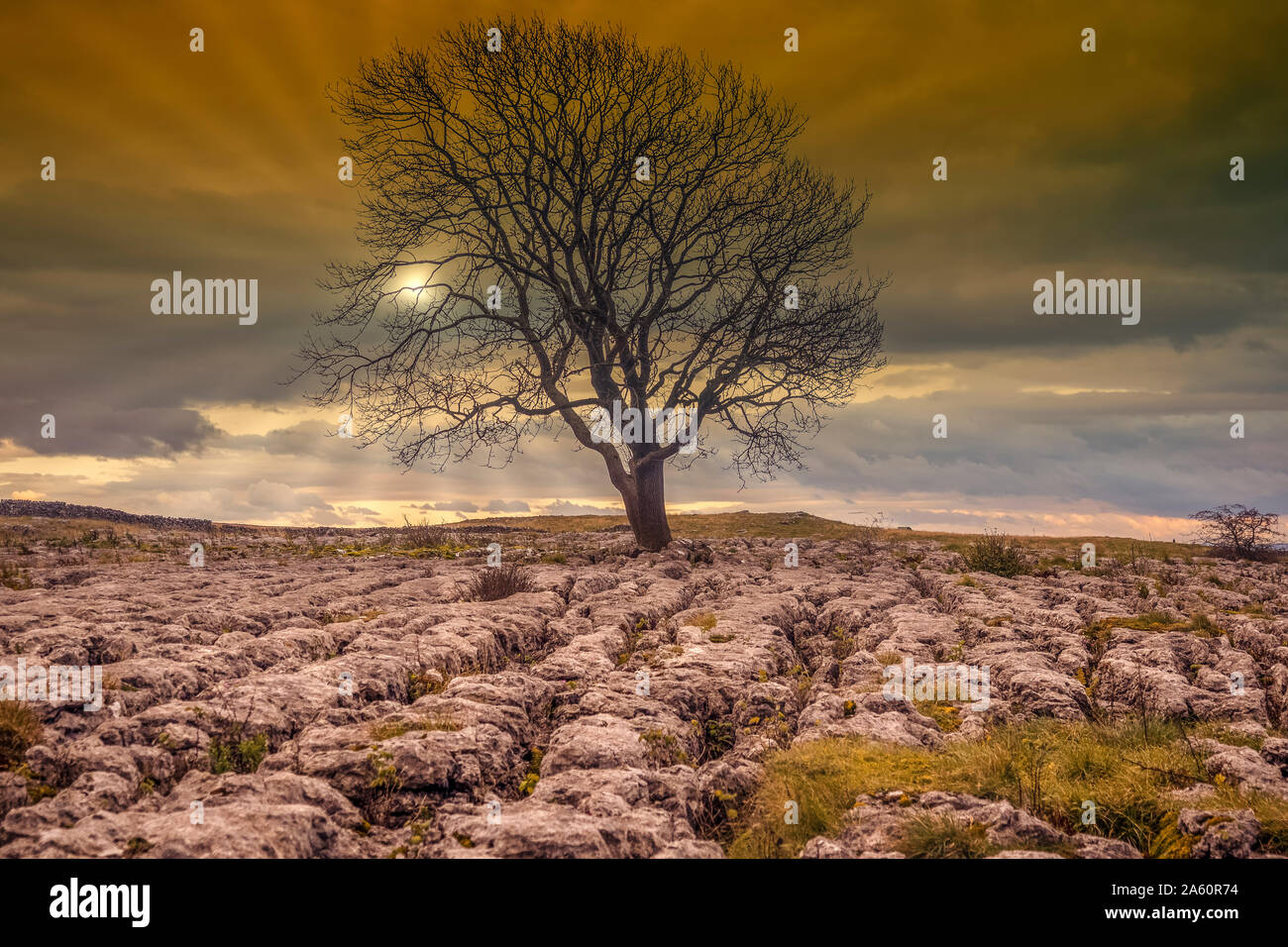 Einsamer Baum oben Malham Cove in den Yorkshire Dales auf einem späten Herbst Tag Wie die Sonne beginnt zu Dip Stockfoto