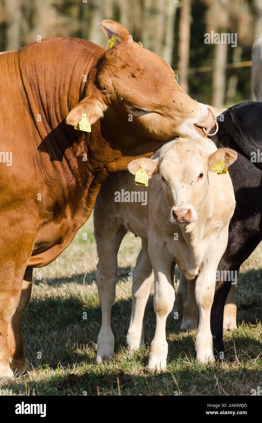 Bos taurus, Kühe auf einer Weide in der Landschaft in Deutschland Stockfoto