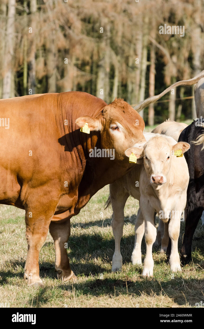 Bos taurus, Kühe auf einer Weide in der Landschaft in Deutschland Stockfoto