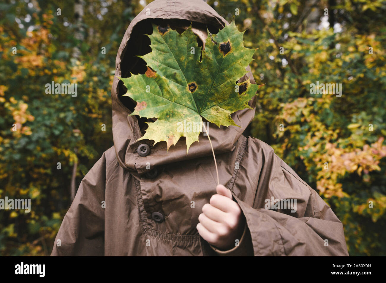 Junge tragen braune Regenjacke sein Gesicht versteckt sich hinter herbstliche maple leaf Stockfoto