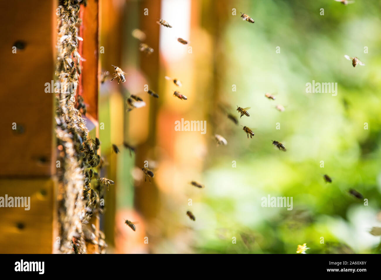 Bienen schwärmen um Bienenstock Stockfoto