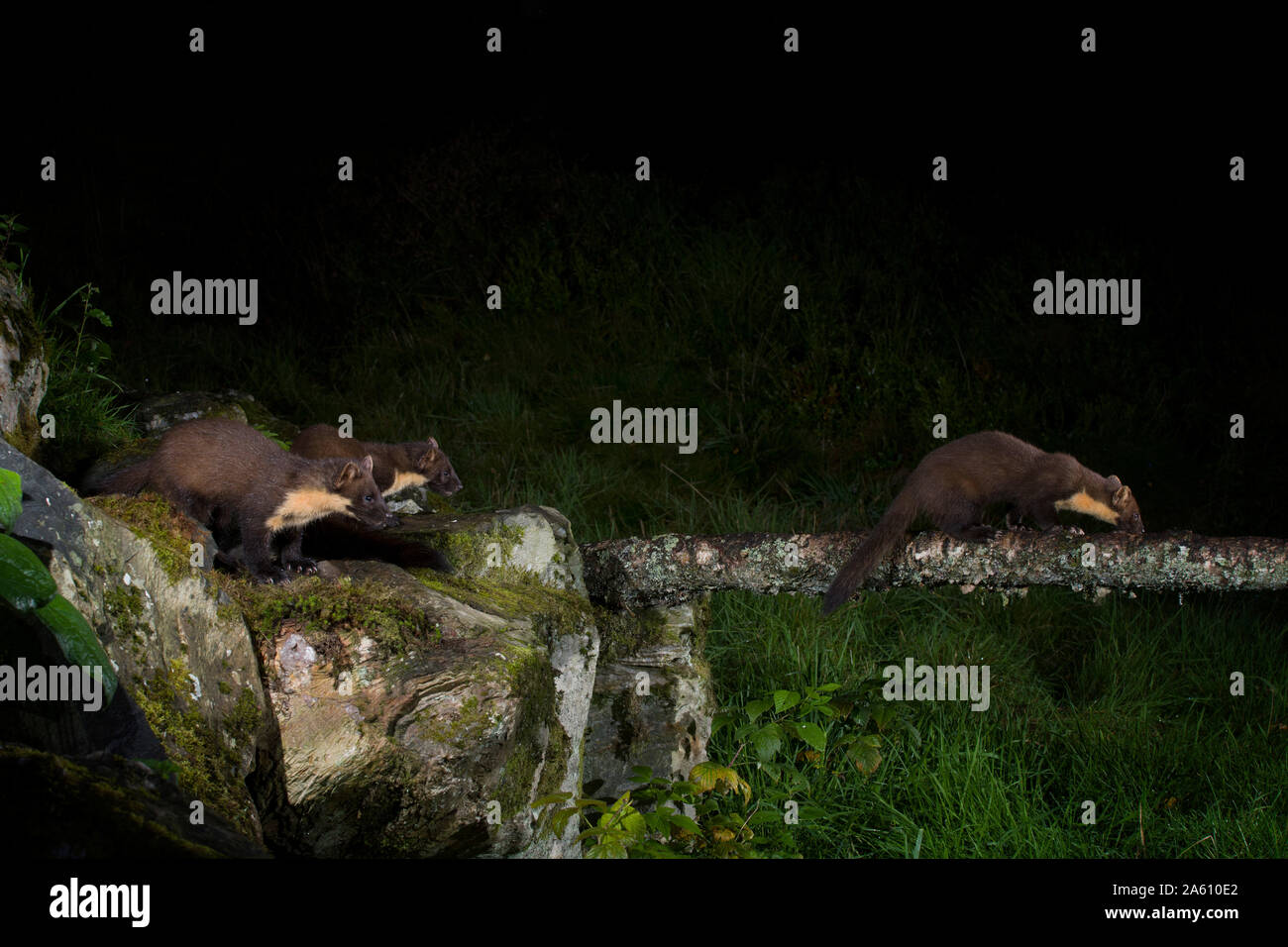 Drei Baummarder bei Nacht Stockfoto