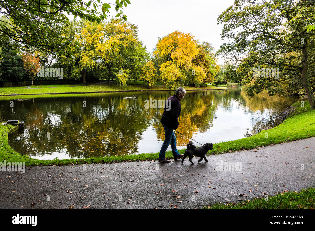 Greenbank Park, Liverpool, UK. Ein Mann, der seinen Hund im Herbst. Stockfoto