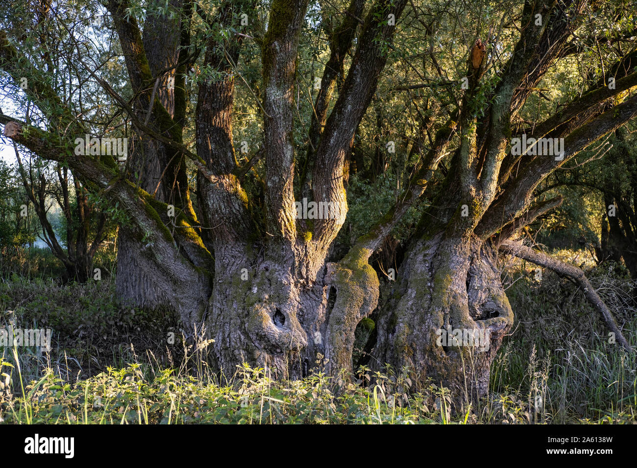 Alte majestätischen Baum in der Natur finden, Bayern, Deutschland Stockfoto