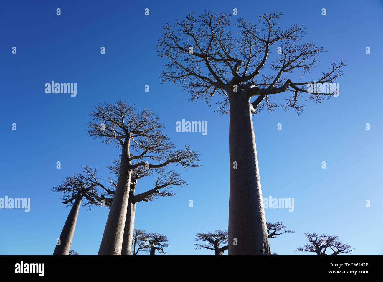 Allee der Baobabs (Allee der Baobabs), Morondava, Menabe region, westlichen Madagaskar, Afrika Stockfoto