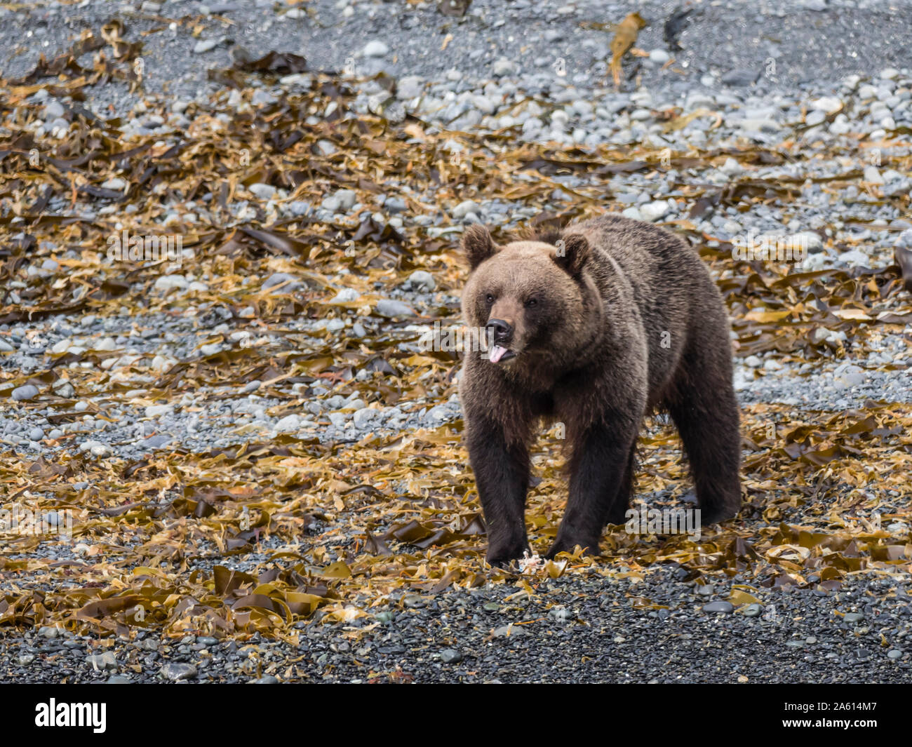 Erwachsene Frau Kamtschatka Braunbär (Ursus arctos), beringianus Glubokaya Bay, Kamtschatka, Russland, Eurasien Stockfoto