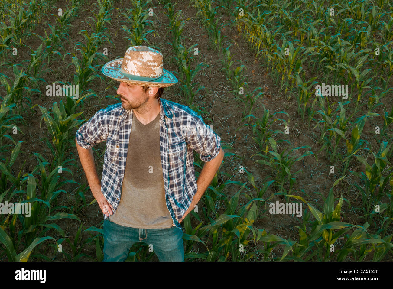 Müde, erschöpft, Landwirt in kultivierten sorghum Feld mit Blick auf die Kulturen in seine verschwitzten Shirt nach fleißiger landwirtschaftliche Tätigkeit Stockfoto