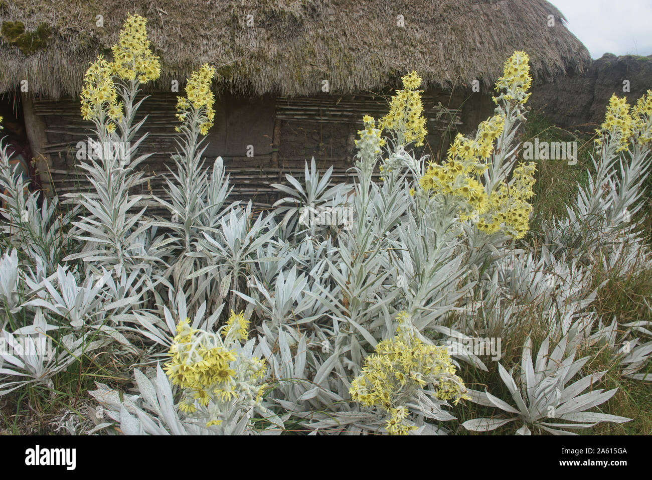 Senecio niveoaureus wächst in den "páramo" Hochland in der Nähe des Chimborazo, Urbina, Ecuador Stockfoto