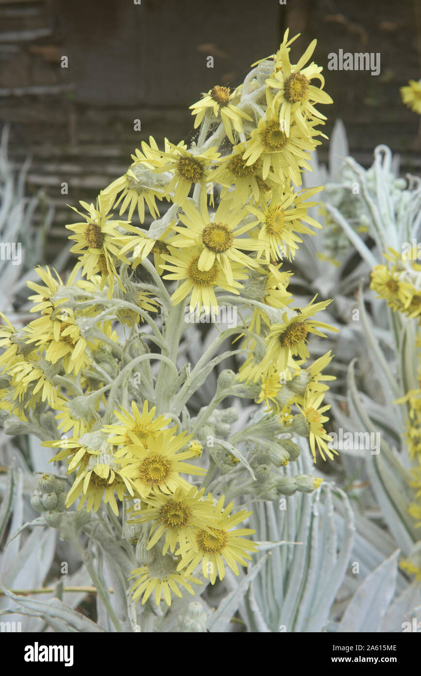 Senecio niveoaureus wächst in den "páramo" Hochland in der Nähe des Chimborazo, Urbina, Ecuador Stockfoto