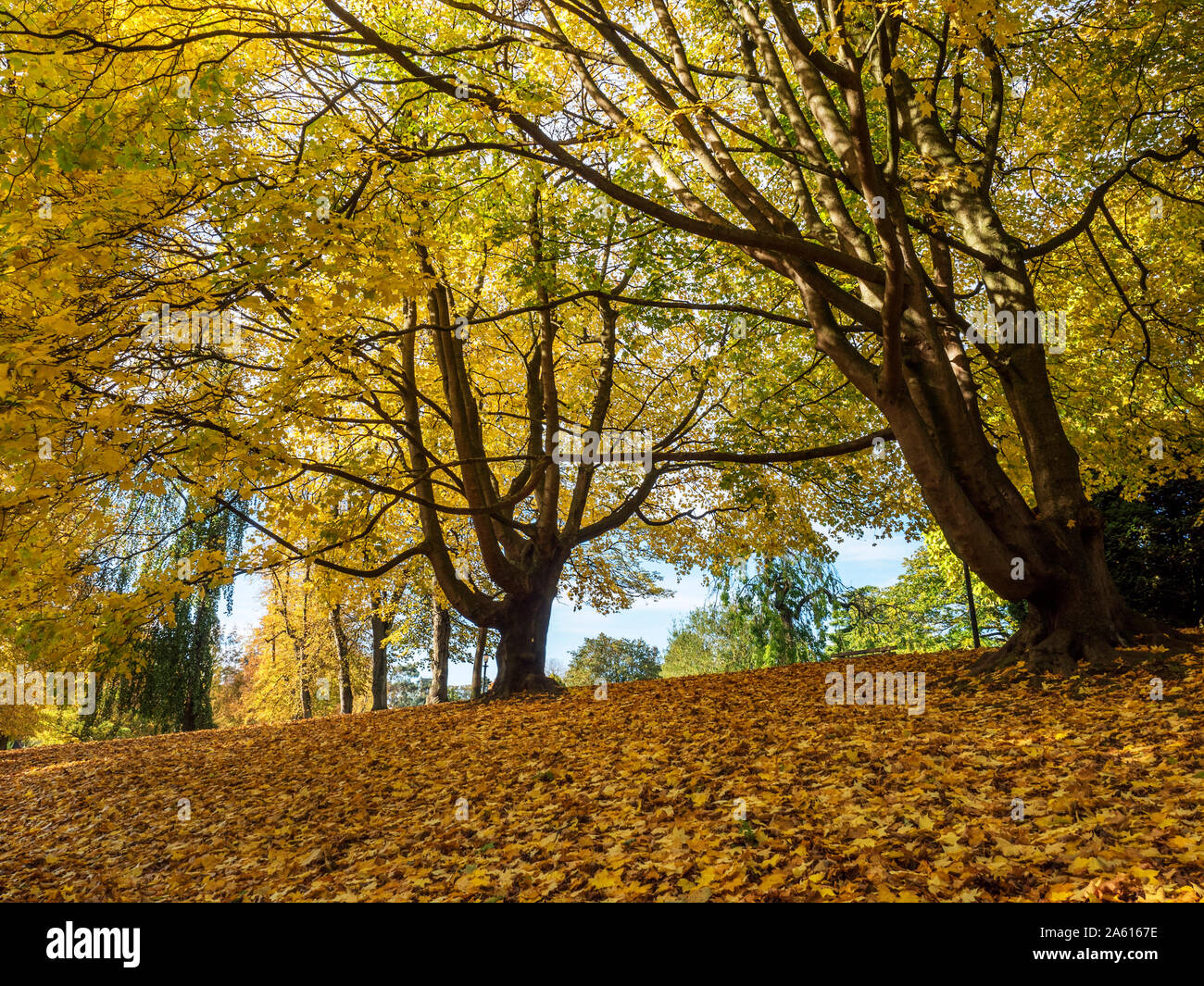 Herbstliche Linden in Valley Gardens Harrogate, North Yorkshire England Stockfoto