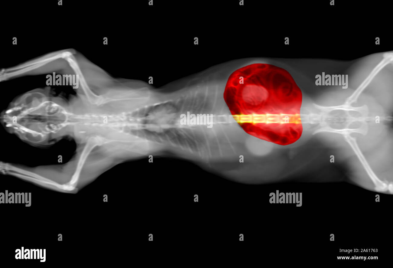 Schwarze und weiße CT Scan einer katze Haustier auf einem schwarzen Hintergrund. Onkologe tierärztliche Diagnose x-ray Test. Dünndarm in Rot hervorgehoben. Stockfoto